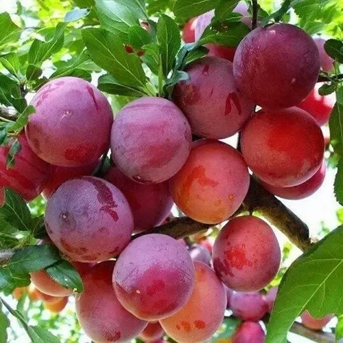 10 loai qua chua nhieu nuoc nen an nhieu de da dep dang xinh 7